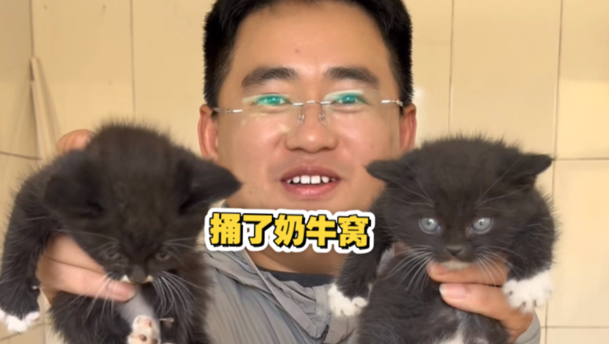 关于我老公莫名其妙的招猫逗狗日常之（莫名其妙的抱了一窝奶牛猫）