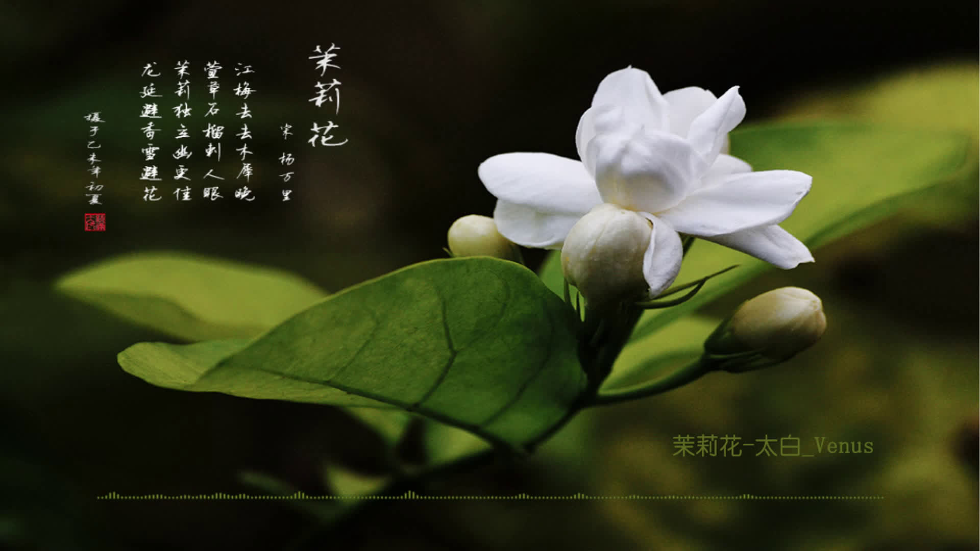 【中国风古典音乐】茉莉花