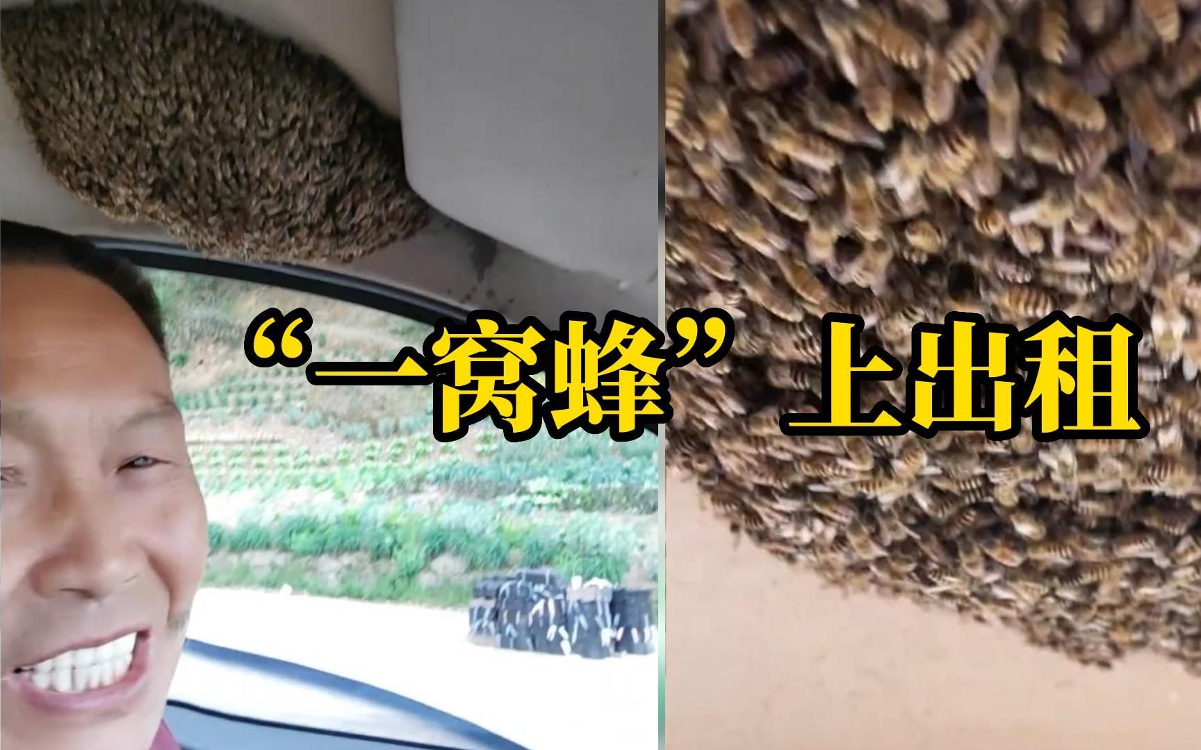 女子乘车遇车内一窝蜂，司机还笑着拍视频：发财咯