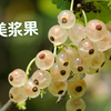 最美浆果：白加仑