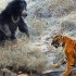 【合集视频】懒熊vs老虎，丛林王子与森林之王谁才是主宰？
