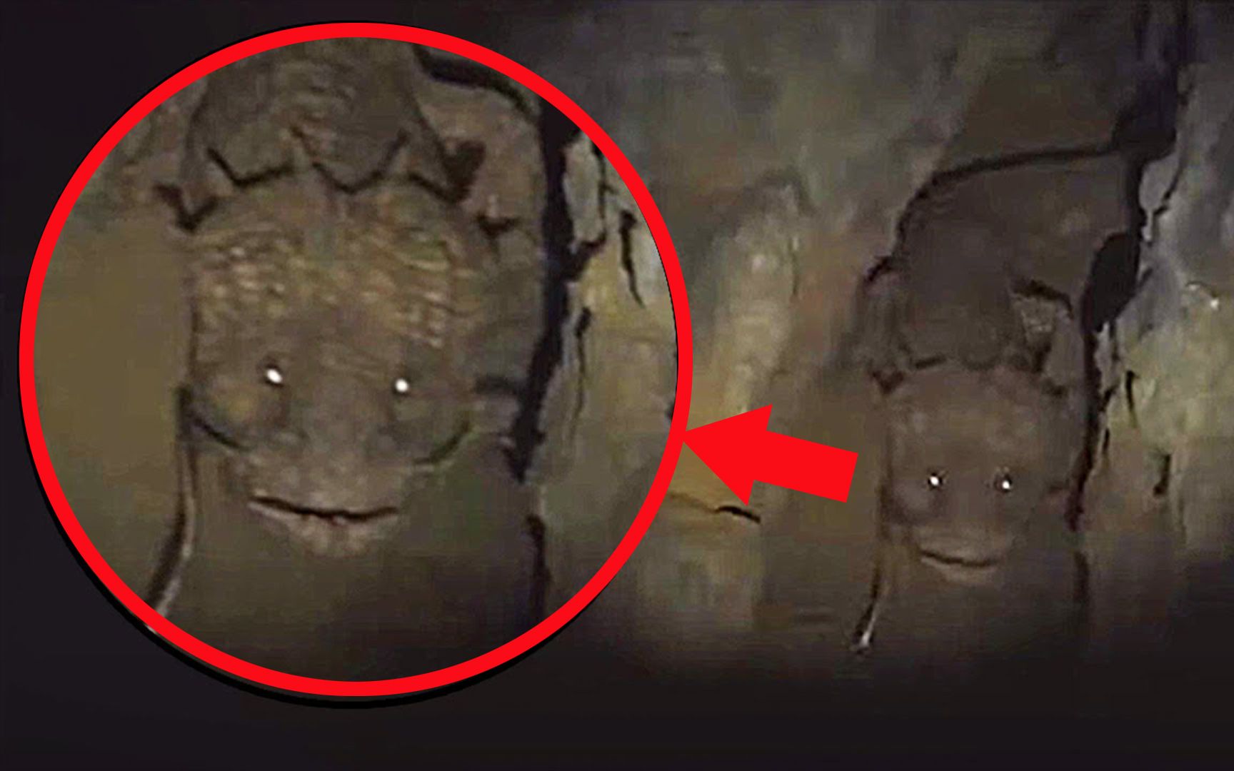 探险家洞穴中被未知生物袭击，两只触须四只脚，样貌好似龙