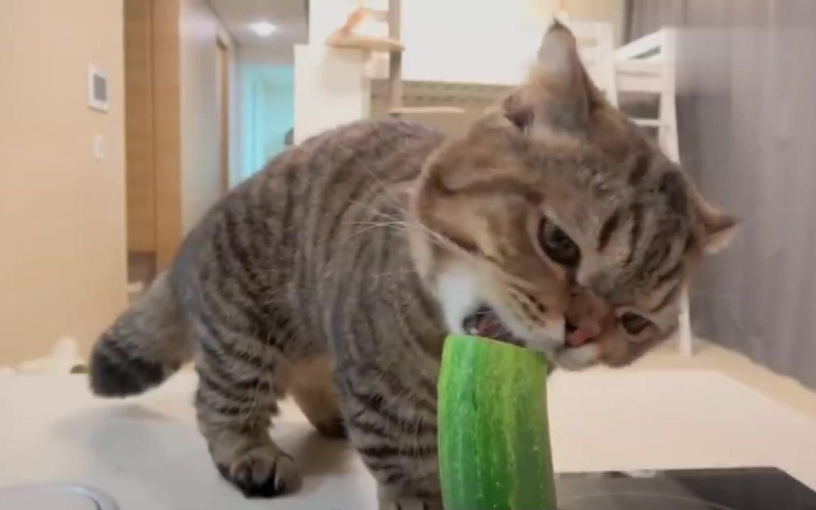 曼赤肯猫是我见过最贪吃的猫，没有之一！