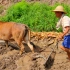 农村70多岁的老大爷，每天靠耕地为生，三十多高温还在田间劳作