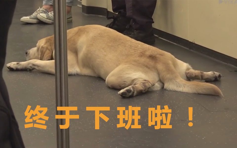 工作太累啦！拉布拉多警犬在地铁上睡着了