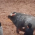 贵州斗牛：第一次见到这俩牛主，怕13万牛王看不见对手在指对方