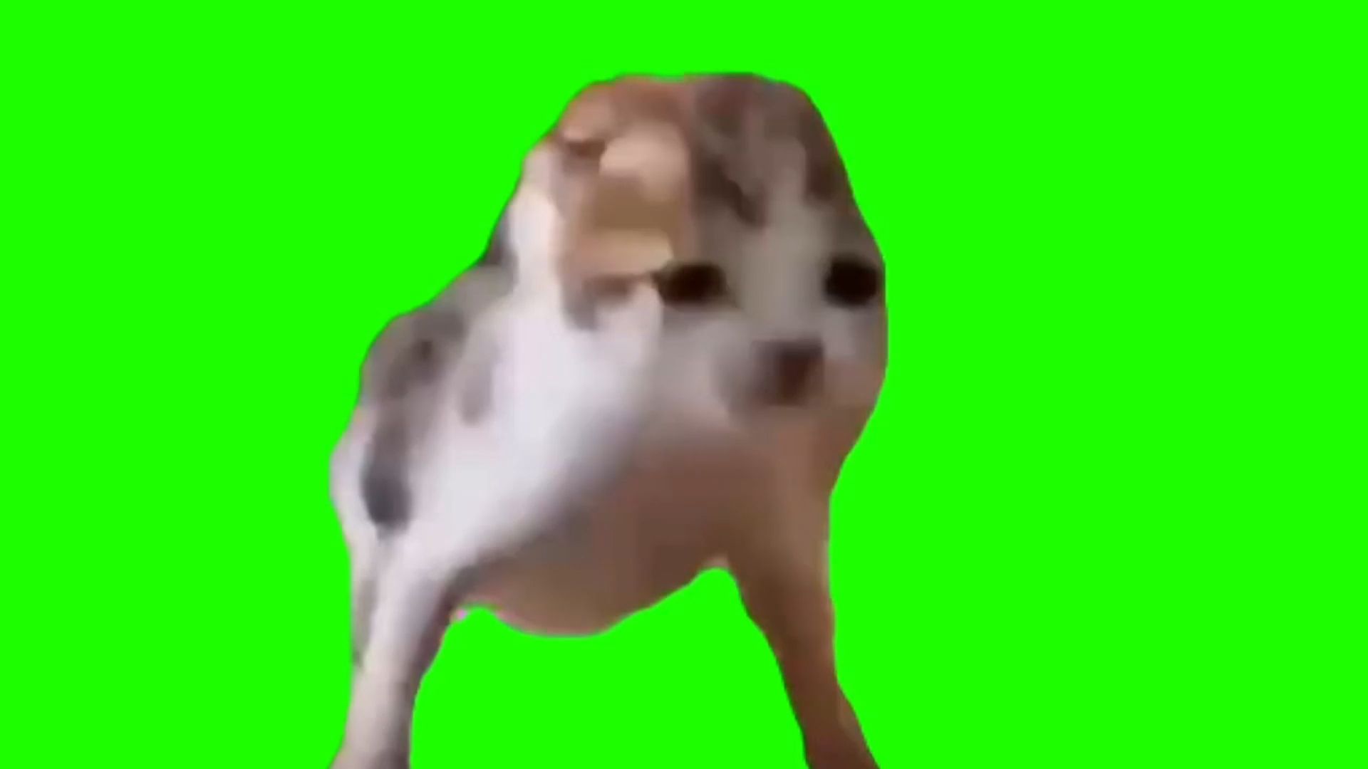 【高清】我要吃饭猫30秒猫meme绿幕素材