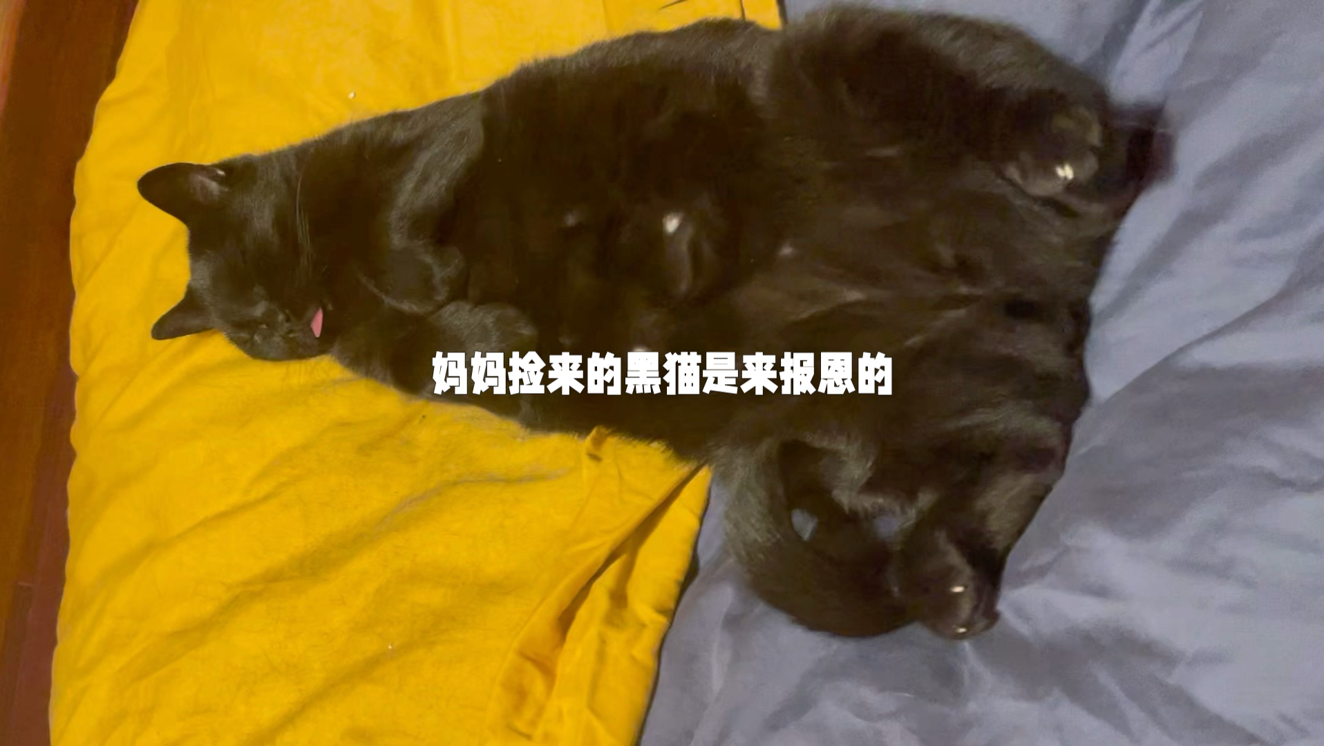 妈妈捡来的黑猫是来报恩的