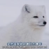 三个月大的北极狐幼崽就要开始独自捕食生活