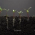 【3D演示】植物种子生长发育过程