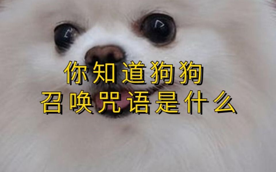 你知道中国狗界 通用的召唤咒语是什么吗