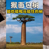 猴面包树：非洲人们的生命之树，它能吃能喝还能住！ #动物世界 #人与自然 #自然科普 #自然奇观 #猴面包树