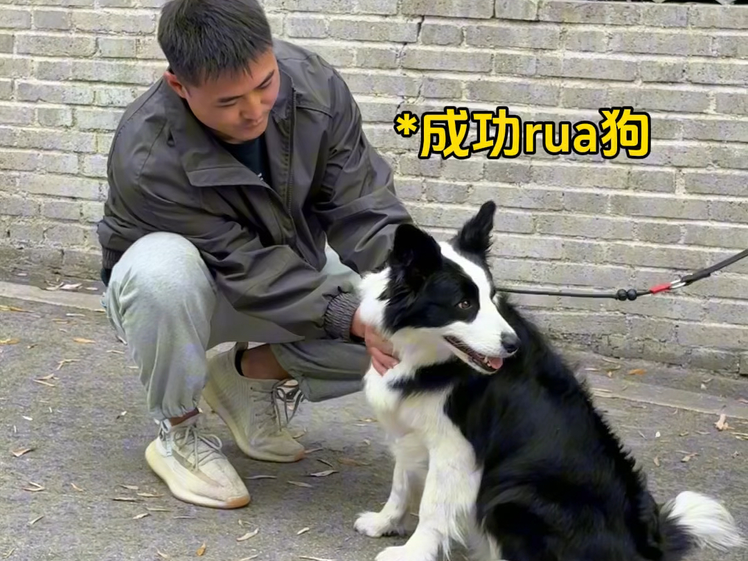 让养狗人安心的动作