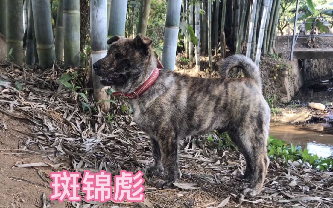 中华田园犬聪明的土狗小虎斑犬有小主人的喜爱长大了感情必定是很深