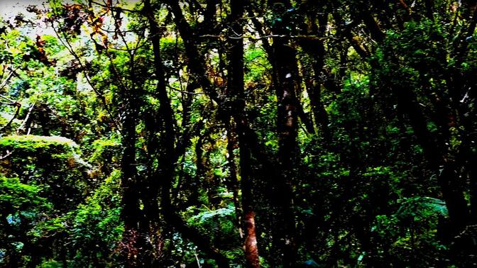 荷兰女孩7年前巴拿马雨林中离奇失踪，留下90多张照片无法解释