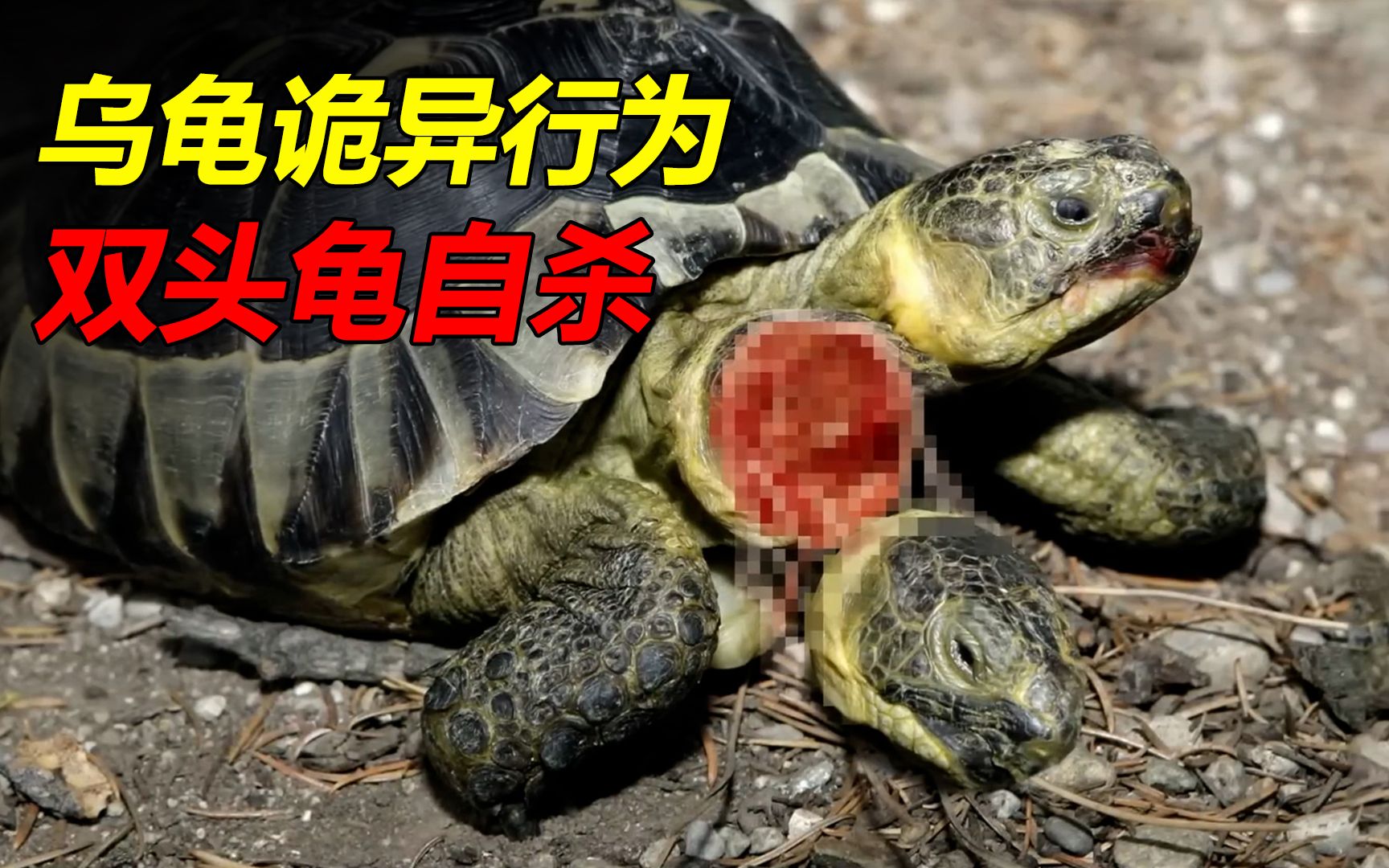 乌龟的诡异行为，双头龟自杀，冬眠睡过头窒息而死，单挑狮子