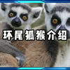 环尾狐猴介绍