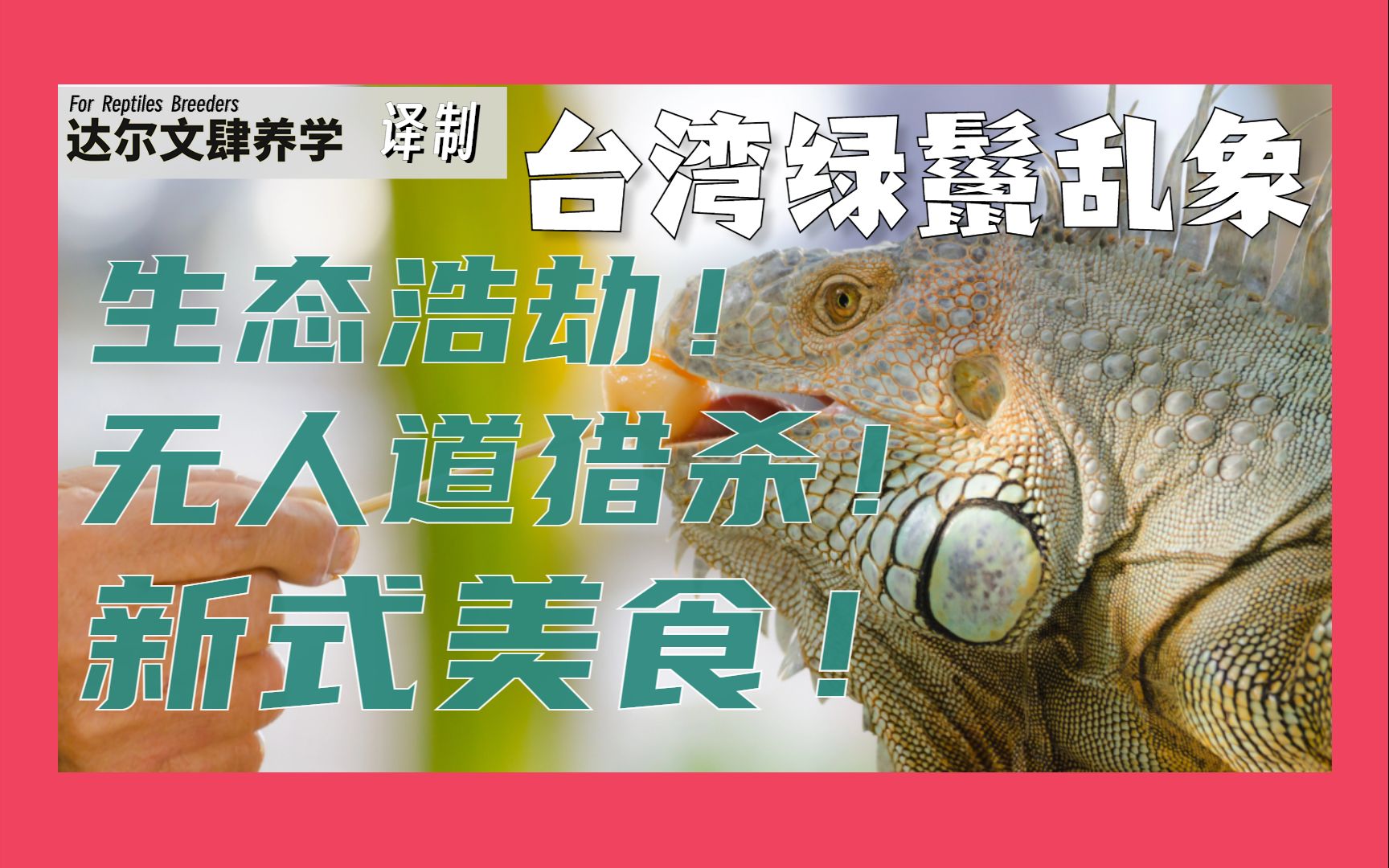 台湾绿鬣乱象！生态浩劫！无人道猎杀！新式美食！