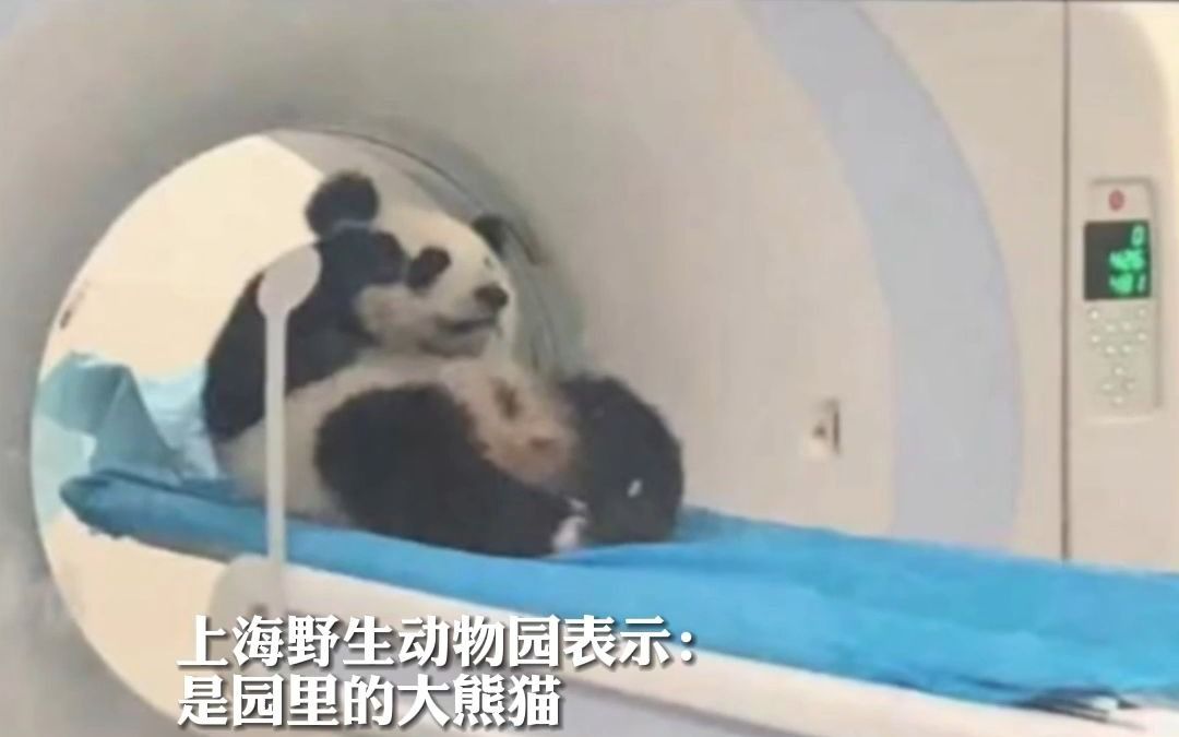 医院有位患者叫熊猫，没想到竟是真的国宝熊猫！