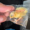 没见过这么蠢的小鸡，还把自己伪装成一颗糖