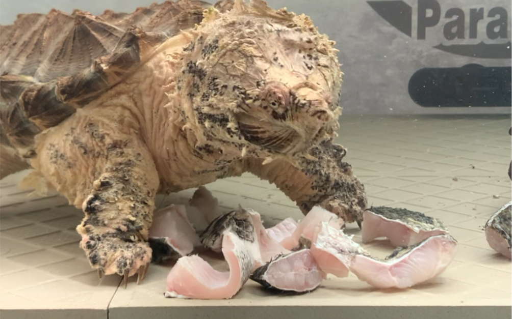 大鳄龟星期天干饭视频
