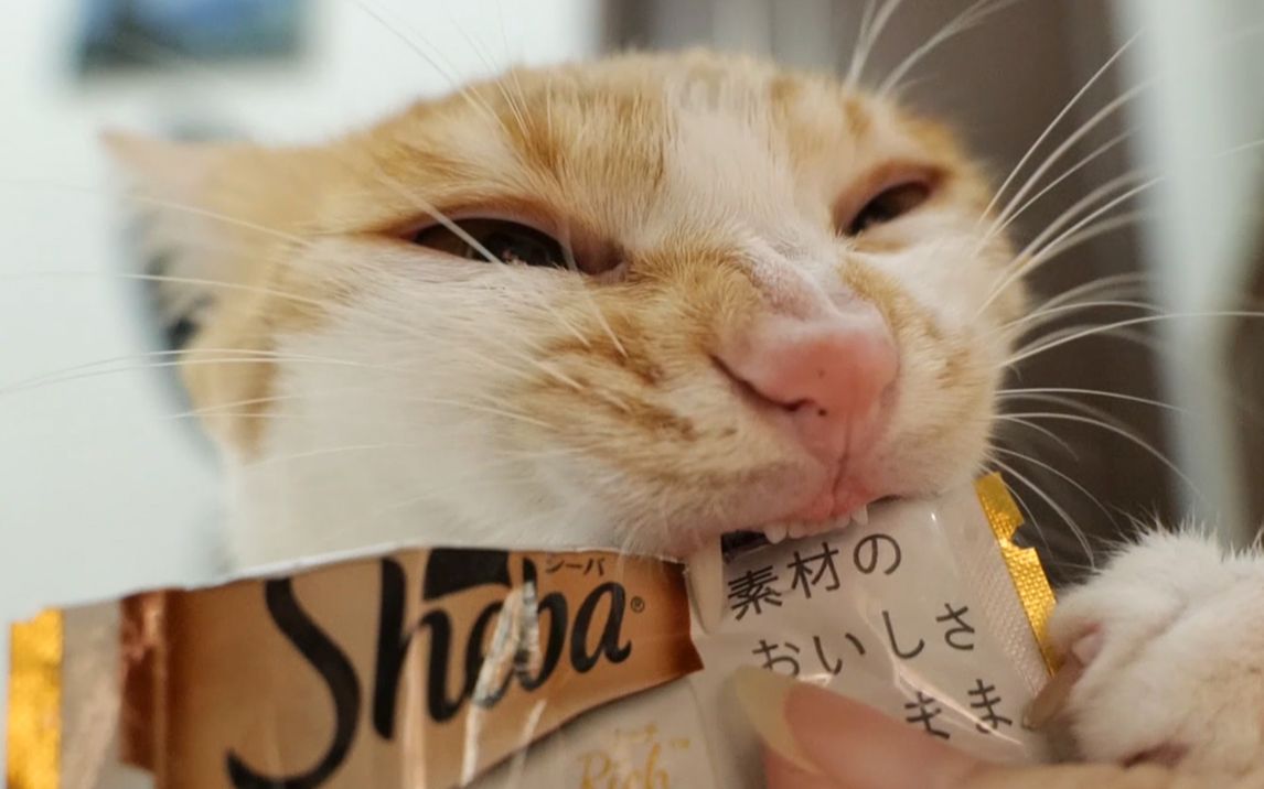 吃零食，最凶狠的还得是橘猫！