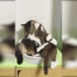 【suzume】猫对盒子真是拥有执念，两只猫在盆子上公然搞基