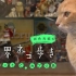 【猫片】《猫行天下》93. 索伦托与卡普里岛篇【超清补档】