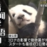 【看新闻学日语】【中日字幕】看大熊猫学日语|类似的新闻发了几期了 没什么特别的生词了 看看你都听懂了吗|听不懂才要坚持听