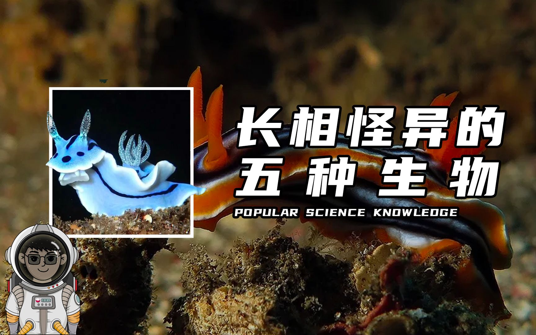 世界上长相怪异的五种生物