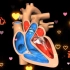 我们的心脏是如何跳动的—超清晰3D模拟人体血液循环