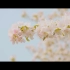 【视频调色】日系/小清新/治愈/唯美 松下GH5电影感短片  附调色LUT分享