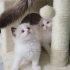 【布偶猫】布偶小奶猫和新猫爬架