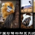 中国珍稀物种-扬子鳄、大鲵、金丝猴、震旦雅雀、岩羊、藏狐等