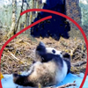 两年前树洞里的野生大熊猫幼崽长大了，树洞前雪地打滚再一次被拍到