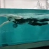 自由泳二次腿水下侧面视角(世锦赛1500冠军)