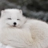 [混剪][北极狐]北极精灵——独属冰原的极致可爱与美丽