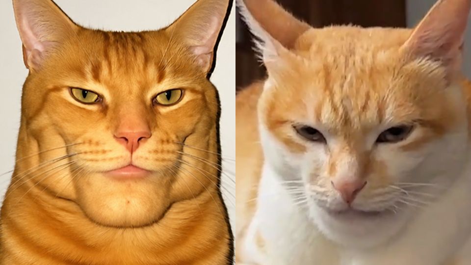 根本就有这种生物！🐱