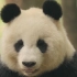 被救助回来的野生熊猫的一些小特点~