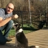 【熊叔实验室】【英文字幕】熊叔教你如何训练狗狗！