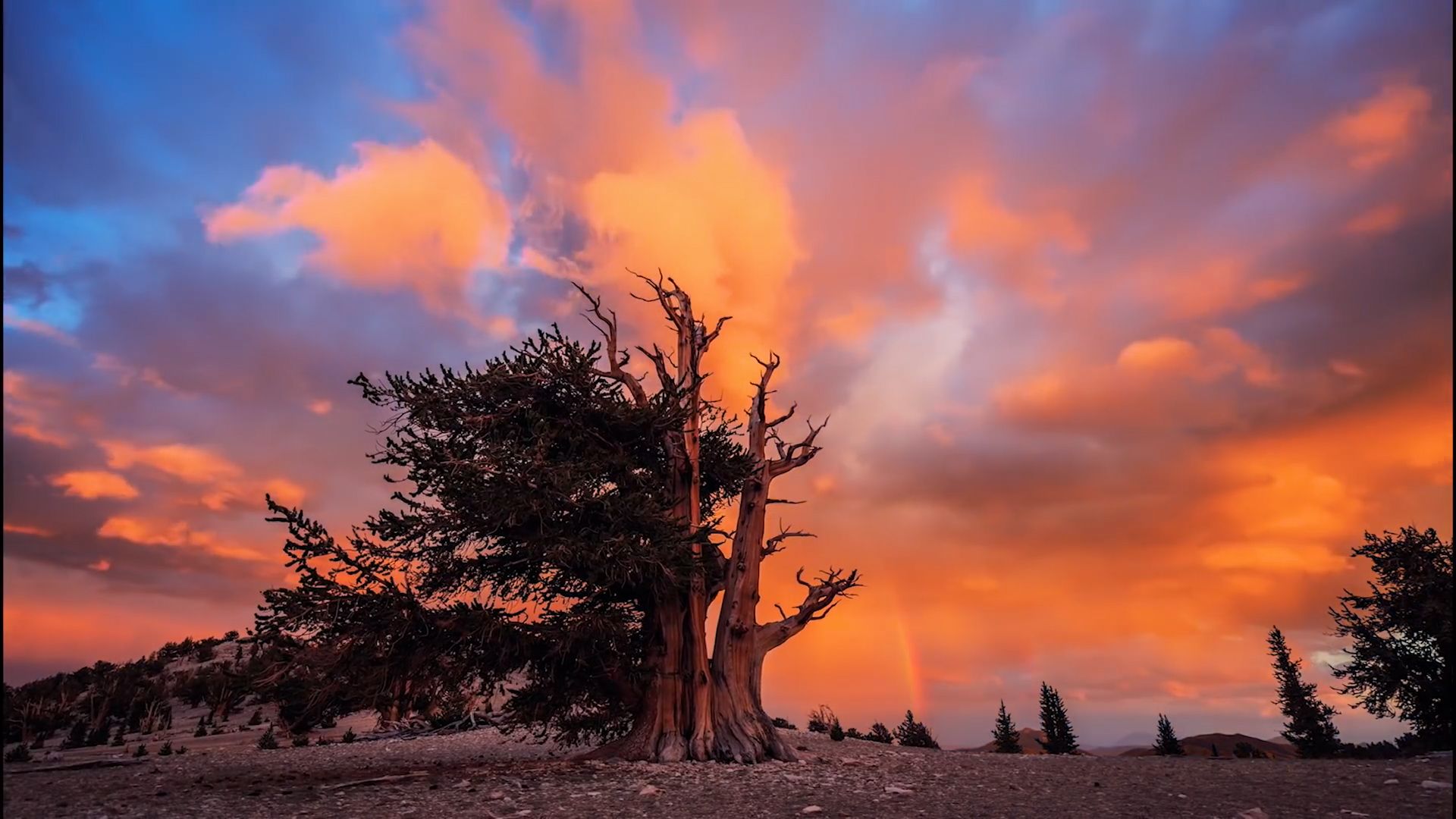 纯音乐Lama House-While We Still Breathe,旋律优美平静舒缓宁静悠扬BGM,自然风景古树