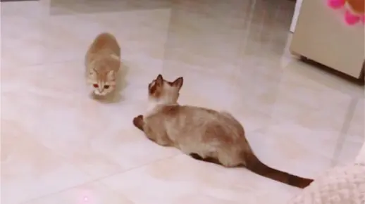 小猫咪视频合集