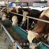 养牛无草饲喂，也可以自由采食，自由采草，开创牛羊养殖新模式