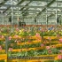 【园艺】持续发展的加拿大花卉产业