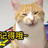 聪明小猫的记忆真的很久