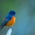 蓝额红尾鸲，羽毛配色和声音都是一绝