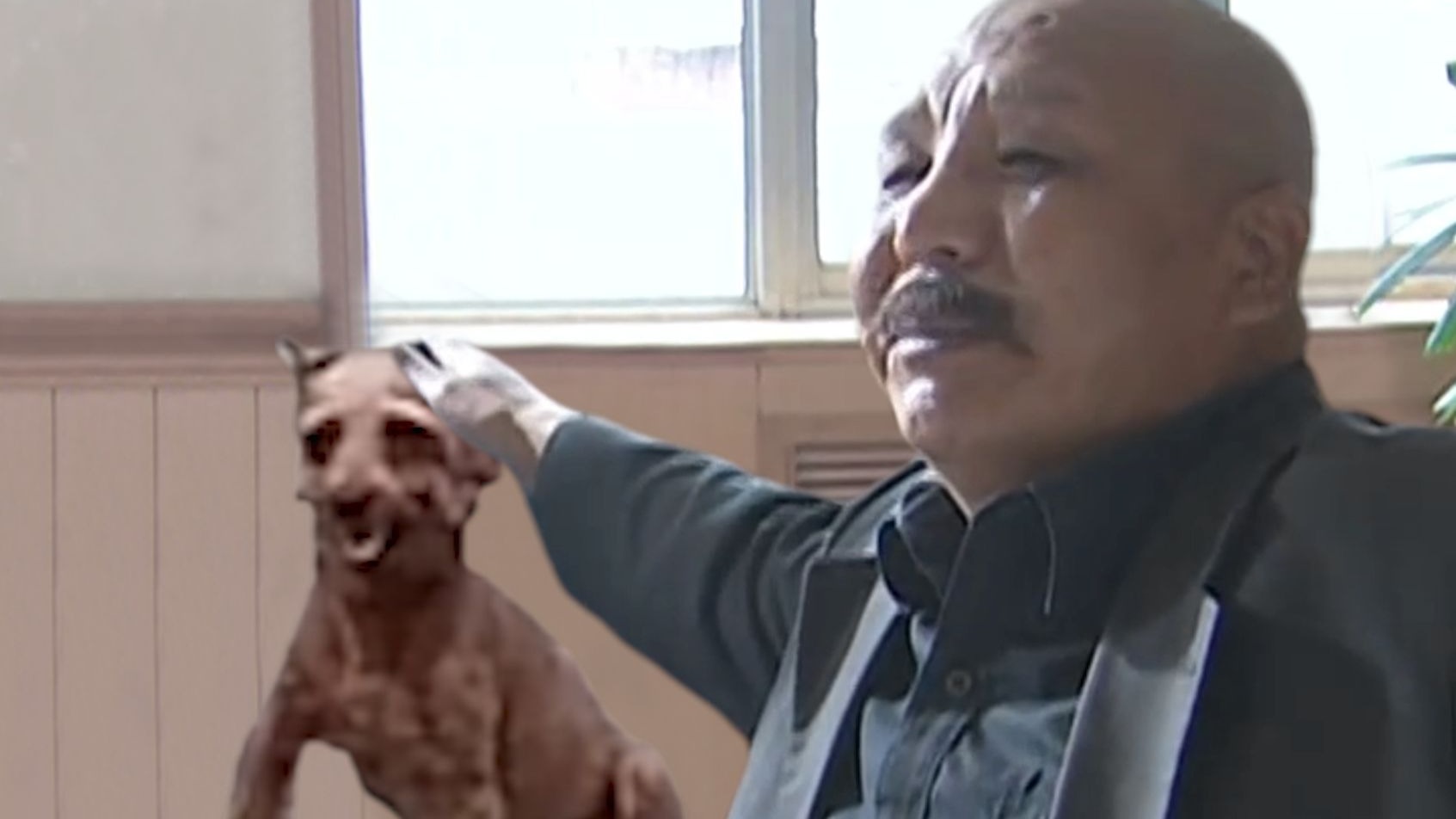 这是我弟弟邪恶小泰迪
