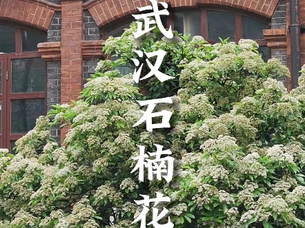 听说石楠花的花语是“yue”？