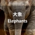 《迈出大象步：为大象做设计》——都柏林动物园亚洲象饲养管理项目介绍