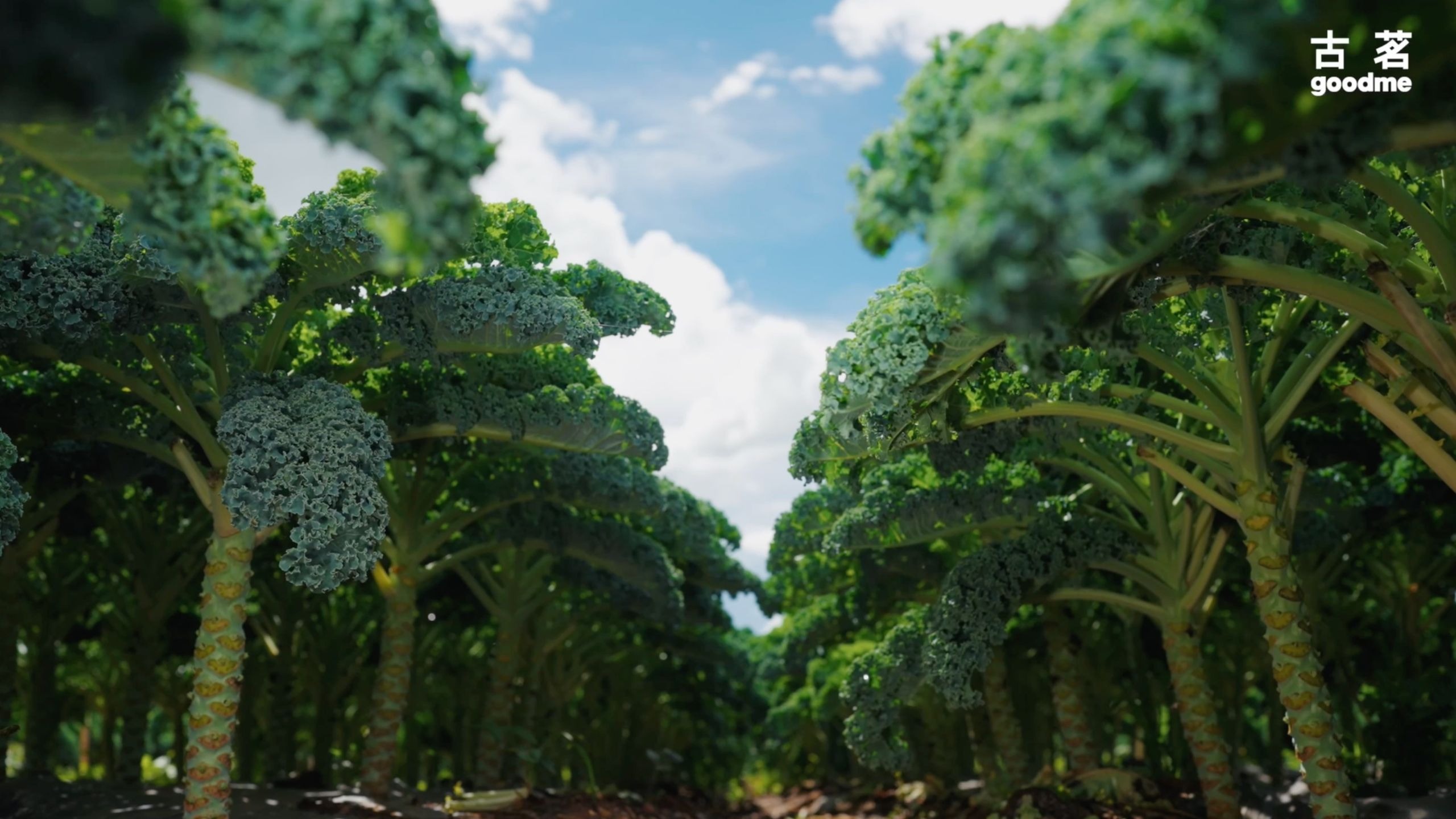 🥬古茗的羽衣甘蓝从哪来？